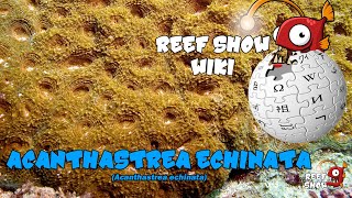 Reef Show Wiki: Acanthastrea echinata