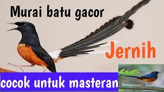 Murai batu gacor - cocok untuk masteran