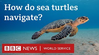 How do sea turtles navigate?  CrowdScience, BBC World Service