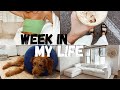 VLOG: the couch is here, Winnie gets fixed, how I'm really doing, apartment updates