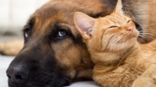 MUSIC FOR PETS ♣ Soothing Sleep Music for Pets  DeStress, Calm Down  Relaxing Music  2 HOURS