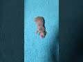 １頭産まれの可愛いダックスちゃんが産まれました。