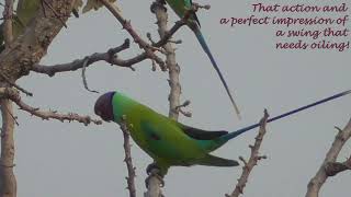 Have you ever heard a plumheaded parakeet produce these sounds or seen it  do these actions?