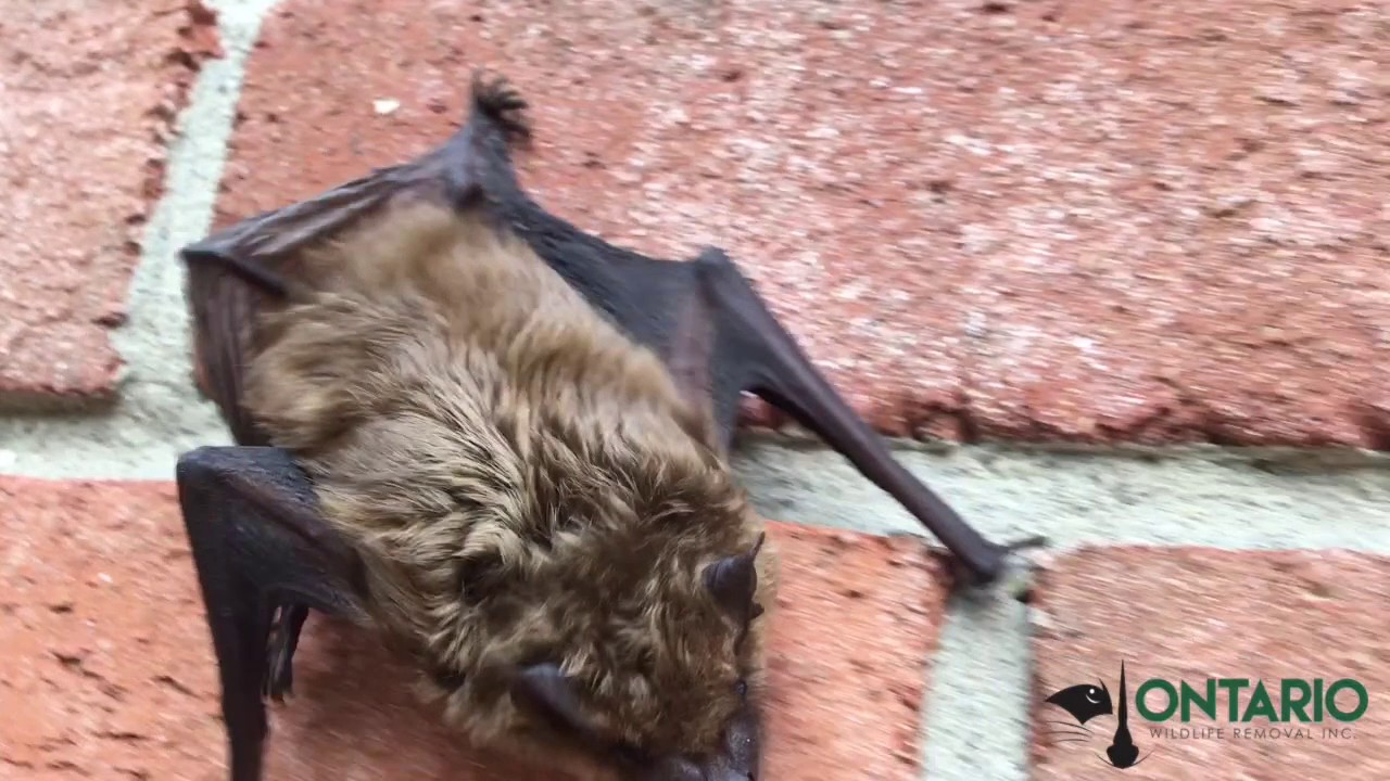 wildlife removal columbus ohio Signs You Need Bat Removal