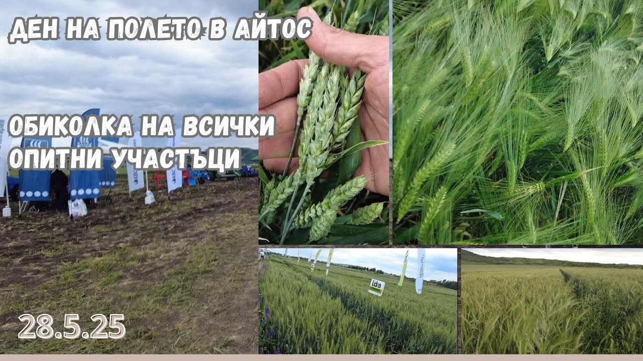 Сравнение на много сортове пшеница, ечемик и тритикале