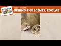 Behind the Scenes at Zoolab: Hedgehogs