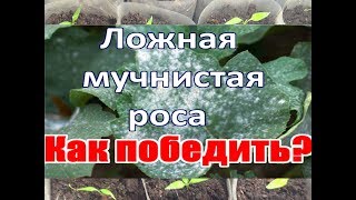 видео Ложная мучнистая роса на огурцах меры борьбы и лечение (фото)