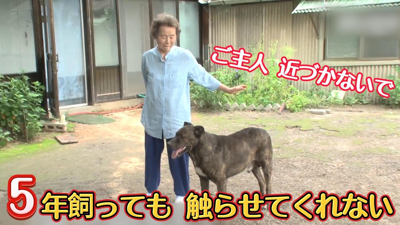 幼い頃から5年間育ててきた犬なのに、なぜか一度も触らせてくれなかった。その裏に隠された真実が、人の涙を誘う。#animals #感動する話 #ペット
