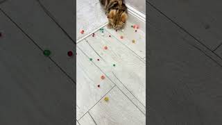 Funny cat Reverse | Wait for My Cat’s Reaction 😂🐱