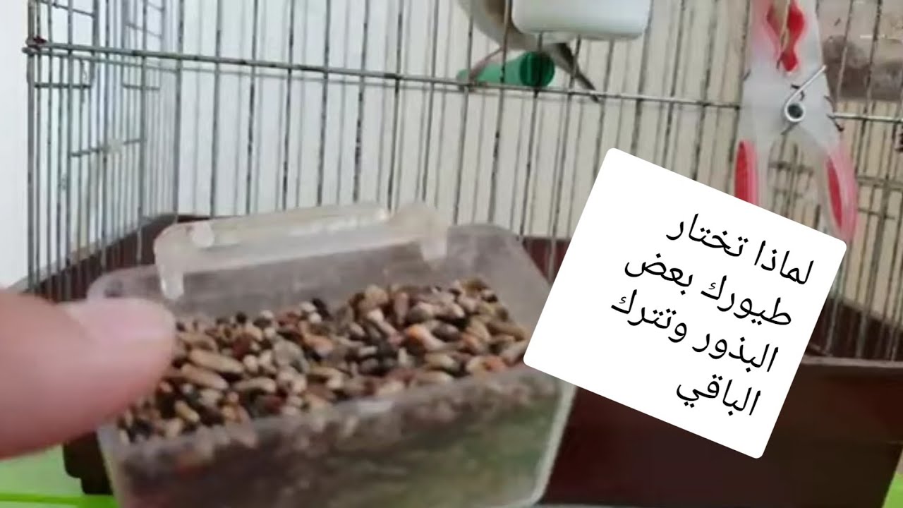 لماذا طيورك لا تاكل لك بعض البذور وأنت تجبرها على البراقة او العكس