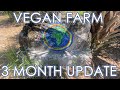 Vegan Farm 3 Month Update: Zone 10A in Southwest Florida