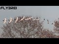 RC-CRASH NurUli und die Bäume. IRGENDWANN WAR GESTERN! Ulis Nurflügel