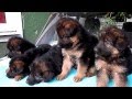 ДЛИННОШЕРСТНЫЕ ЩЕНКИ немецкой овчарки.Long-haired German Shepherd puppies. Odessa.