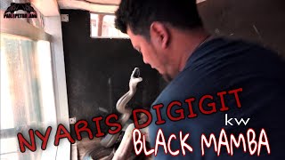 SERANGAN ULAR BLACK MAMBA KW ! GINI CARA PANJI BIKIN ULAR JINAK