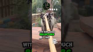 This Raccoon's Color Is Genetically Rare 🦝