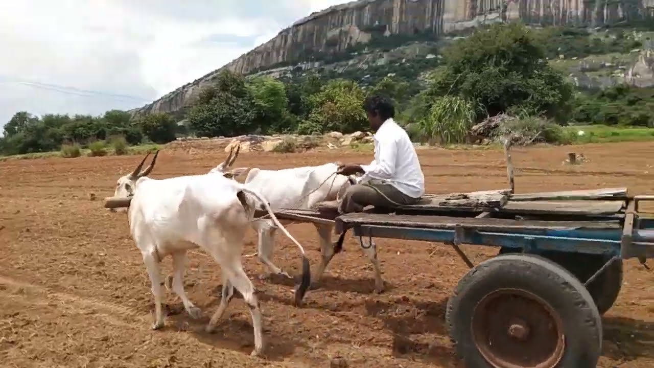 small bulls training to pulling cart 👌🐂🐂
