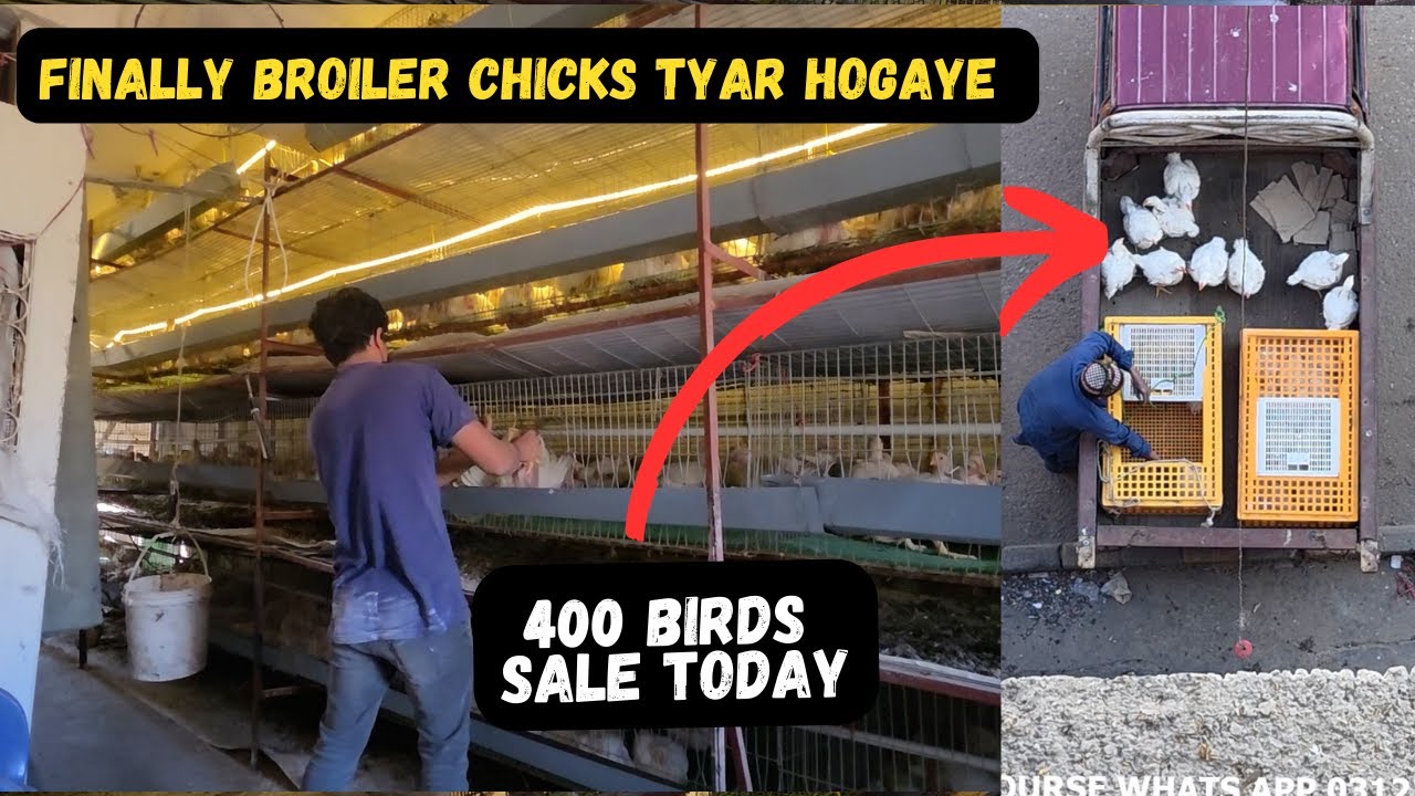 Finally Broiler Chicks Ki Sale shru kr De aj 🐥❤️ 🐣