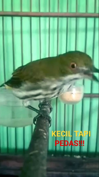 kemade rimba si kecil bersuara PEDAS!!#kemaderimba#kemadegacor#shorts