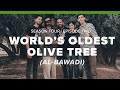 S4: Bethlehem | E2: Harvesting the World's Oldest Olive Tree (Al-Bawadi)