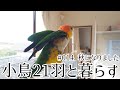 小鳥21羽と田舎暮らし #014 秋になりました