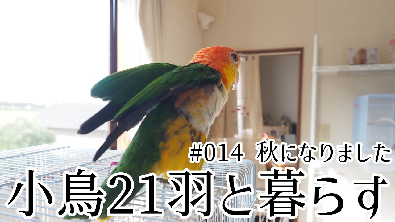 小鳥21羽と田舎暮らし #014 秋になりました
