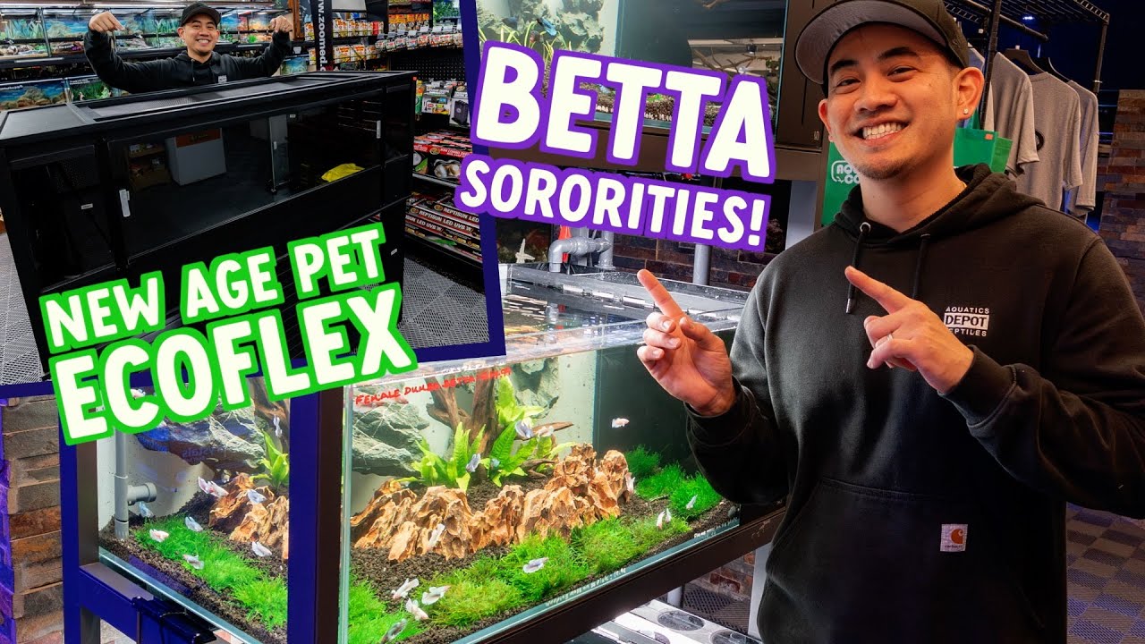 NEW AGE PET ECOFLEX REVIEW | ULTUM NATURE SYSTEMS BETTA SORORITY 3-TIER SYSTEM