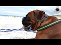 Boxer dog relaxes on the beach
