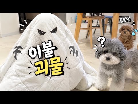 갑자기 ‘이불 괴물’이 나타나자 강아지들 반응이 극과 극ㅋㅋㅋ