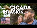 Cicada Invasion across the Eastern United States!!  Learn what this is all about.