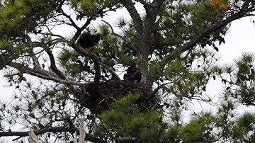 Eagle Flying from Nest with Eaglets.mp4