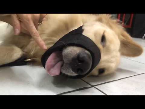 วีดีโอ: ตะกร้อสำหรับสุนัข - อุปกรณ์เสริมที่ใช่สำหรับคนไม่สมดุล