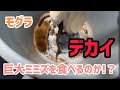 お腹ペコペコのモグラに日本一大きいミミズを与えてみた