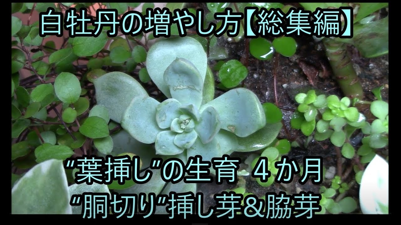 白牡丹の増やし方 総集編 How To Grow Succulent Graptoveria Titubans 多肉ファン Youtube