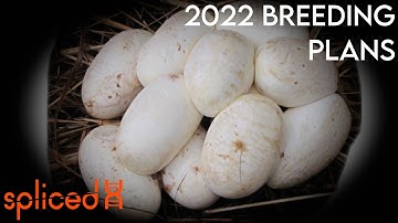 S02E01 Ball Python Breeding Plans 2022
