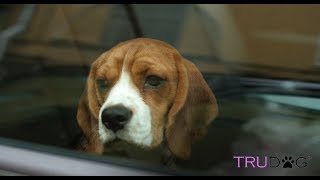 Saving Dogs from Hot Cars – What You Need to Know by TruDog 80 views 4 years ago 2 minutes, 57 seconds