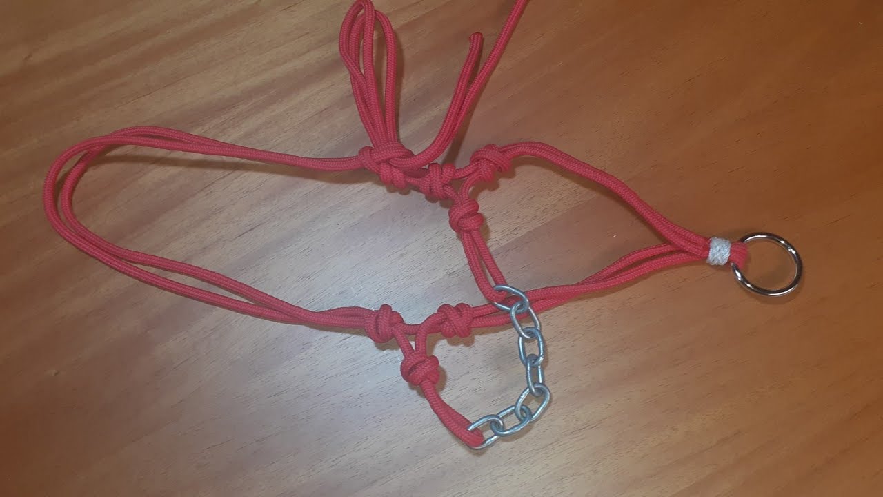 Cabresto único no canal.