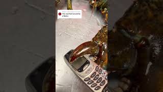 Can Rocco crush a nokia?? #rocco #nokia #lobster #maine #crushit #fyp