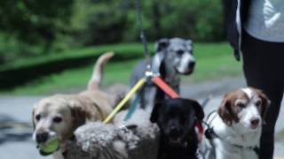 The Lead-All: A Stress-Reduction Leash System for Dog Walkers by TinyHorse 363 views 6 years ago 2 minutes, 3 seconds