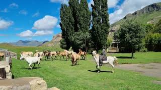 Horses At The Golden Gate Highlands Park