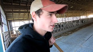 Dairy Farm Work | Cattle Care & Maintenance