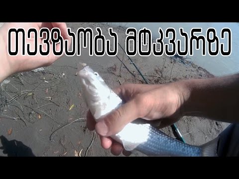 თევზაობა მტკვარზე სმესზე