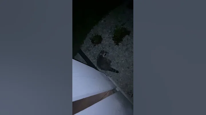 Racoon