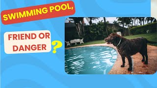 Is A Pool Safe for Dogs What No One Tells You!