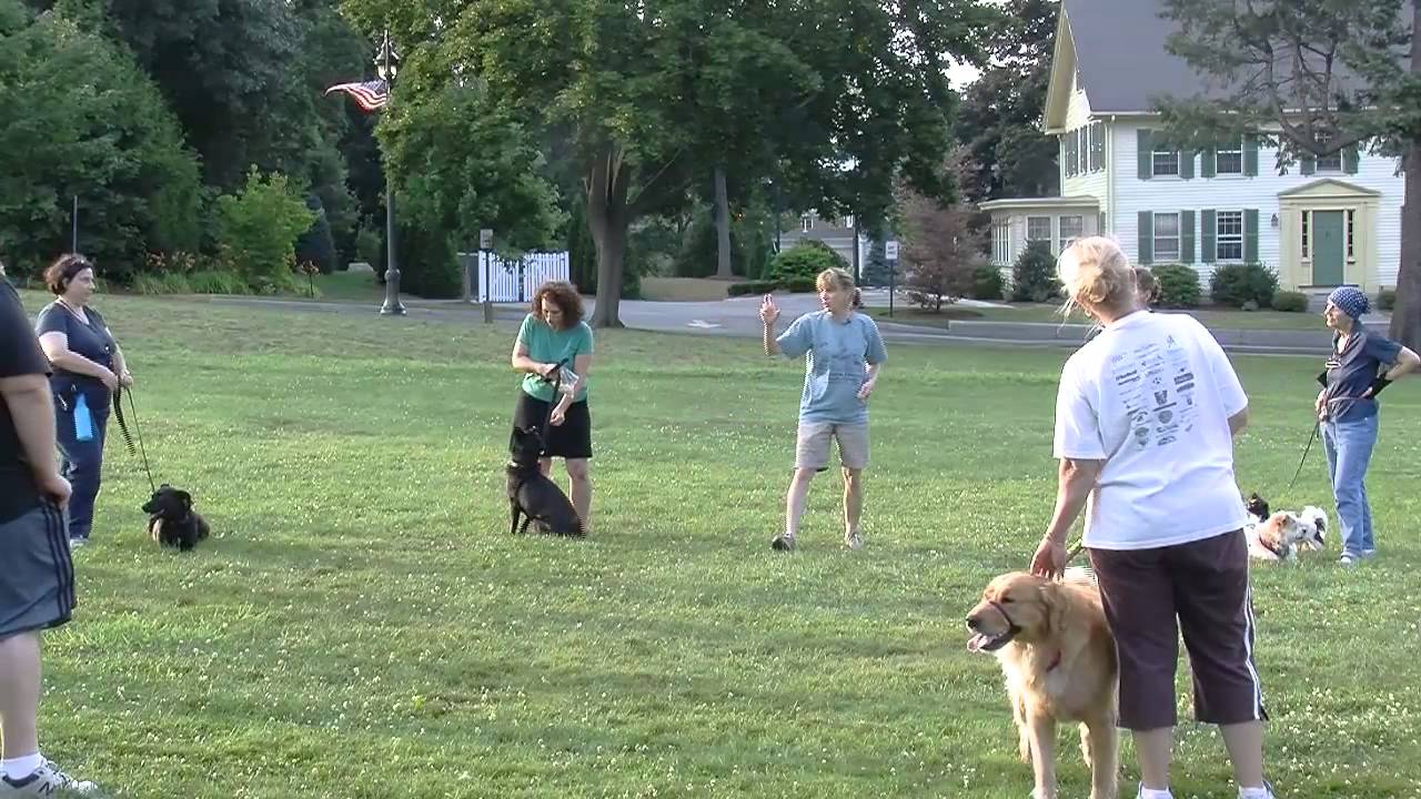 Teaching a dog to drop it, and to leave it YouTube