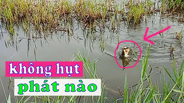 CSRV 94 | CÂU CÁ LÓC TRÊN RUỘNG, táp 2 cái dính 2 con thiệt là hay không bằng hên