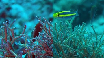 DaVinci Resolve for Underwater Videographers: Part III – Sample Video