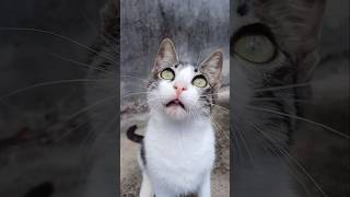 olha o caro #cat #petsfofinhos #gatos