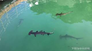 下田海中水族館「シャーク・アタック」サメの給餌タイムの様子をご覧ください