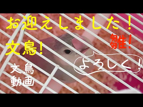 文鳥のヒナをお迎えしました！　文鳥動画　Welcoming a baby java sparrow !