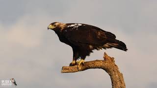 Iberian Imperial Eagle (Aquila adalberti) Imperial Eagle Explanation